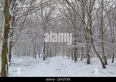 Snowfall at Knole Park, Sevenoaks, Kent, England, 7. Februar 2021. Stockfoto