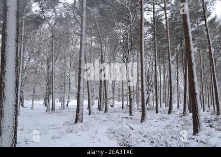 Snowfall at Knole Park, Sevenoaks, Kent, England, 7. Februar 2021. Kiefernwälder mit Hirschen, die ihre Distanz halten Stockfoto