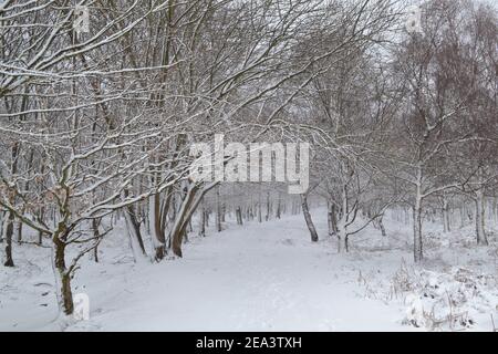 Snowfall at Knole Park, Sevenoaks, Kent, England, 7. Februar 2021. Stockfoto