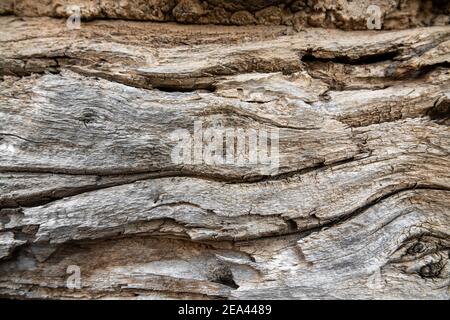 Drift Holz Stumpf Nahaufnahme Textur Hintergrund. Stockfoto