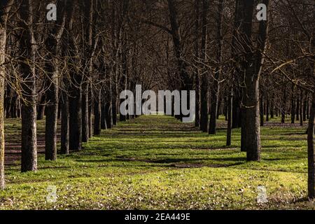 Schöne romantische Spaziergang in einem Park mit bunten Bäumen, die Ruhe und Stille in einer herbstlichen Landschaft mit Blättern auf dem Boden geben. Stockfoto