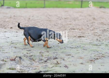Ein fett schwangerer Jack russel Terrier. Der Hund läuft draußen im Schlamm Stockfoto
