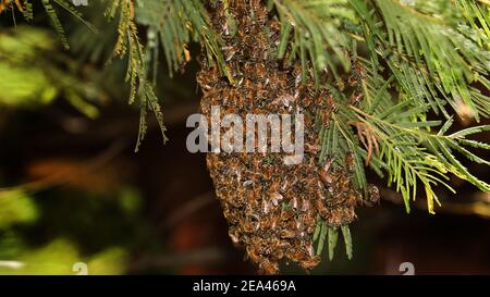 Nahaufnahme eines wilden Massenschwarms westlicher Honigbienen in einem vorstädtischen Hinterhof, der sich auf einem Ast eines Baumes niederlässt. Bienenstock in einem Busch Stockfoto