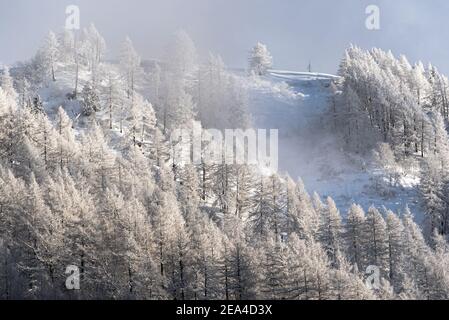 Pinien auf der Bergseite bis zum Nachmittag Sonne in Schnee und Eis bedeckt nach dem winter storm beleuchtet Stockfoto