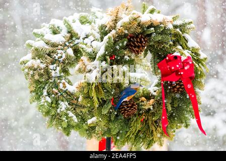 Nahaufnahme eines östlichen Bluebird, der während eines Schneesturms auf einem Weihnachtskranz thront. Stockfoto