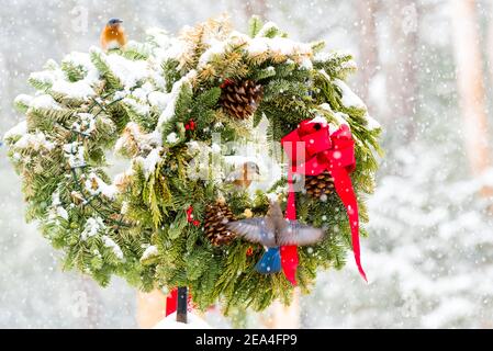 Zwei östliche Bluebirds thronten auf zwei Weihnachtskränzen. Und ein Blauvogel, der vor sich fliegt und versucht, auf einen der Kränze zu gelangen. Stockfoto