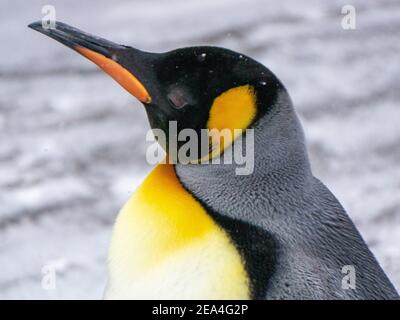 King Penguin Calgary Zoo Stockfoto