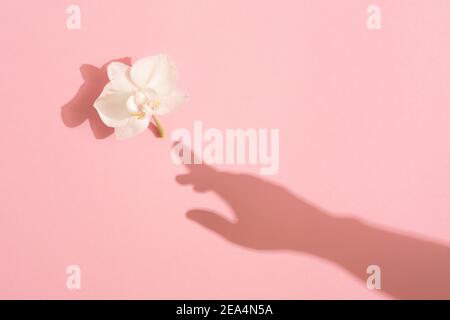 Schatten der weiblichen Hand berührt eine weiße Orchideenblume auf rosa Hintergrund. Weiblichkeit Konzept. Frauen, Muttertag. Flach liegend. Stockfoto
