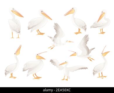 Pelican Gattung große Wasser Vogel Cartoon Tier Design groß weiß Vogel mit orangenen Schnabel Vektor-Illustration isoliert auf weißem Hintergrund Stock Vektor