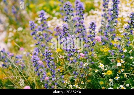 Nahaufnahme der Echium vulgare Pflanze vor dem Hintergrund einer Apotheke Kamille und Feldkräuter auf einem Feld. Stockfoto