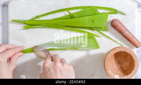 Aloe Vera hausgemachtes Gesicht und Körper Peeling Rezept. Frauenhände schälen Aloe Vera Pflanze Stockfoto