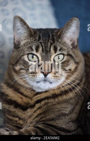 Sophie, domestizc shortair tabby Katze Stockfoto