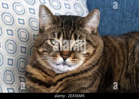 Sophie, domestizc shortair tabby Katze Stockfoto