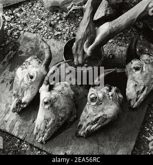 Ziegenköpfe, die für das Kochen in Falcon, Falcon State, Venezuela;Südamerika vorbereitet werden. Stockfoto