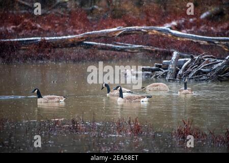 Kanadagänse (Branta canadensis), schwimmen in einem Teich an einem regnerischen Morgen. Stockfoto