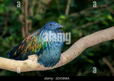 Apple Valley, Minnesota. Eine bunte Boden Wohnung Nicobar Pigeon, Caloenas nicobarica sitzt auf einem Baum Zweig. Stockfoto