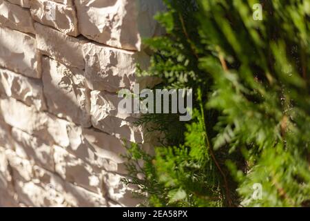 Weißer Stein und Wacholder Stockfoto