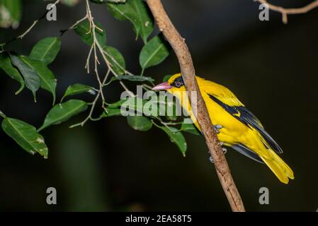 Apple Valley, Minnesota. Schwarz-napter Oriole, Oriolus chinensis in einem Baum thront. Stockfoto