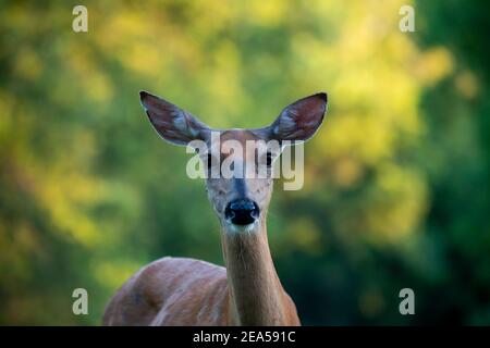Kansas City, Kansas. Weißschwanzhirsch, Odocoileus virginianus. Nahaufnahme Porträt der Weißschwanzschänzchen Blick auf die Kamera in Wyandotte County Lake Par Stockfoto