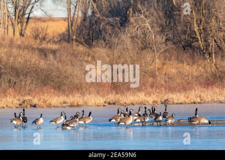 Kanadagänse (Branta canadensis) auf Eis ruhend, Frühwinter, E Nordamerika, von Dominique Braud/Dembinsky Photo Assoc Stockfoto