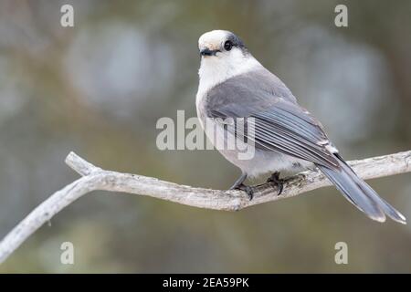 grauhäher (Perisoreus canadensis), Winter, Nord-Minnesota, USA, von Dominique Braud/Dembinsky Photo Assoc Stockfoto