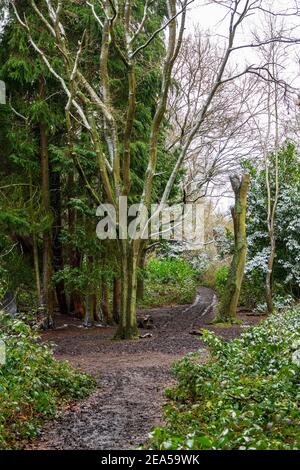 Ein schneebedeckter Baum auf einer Lichtung eines Waldweges, der sich einem wilden Campingplatz auf Hampstead Heath, London, Großbritannien nähert. Stockfoto