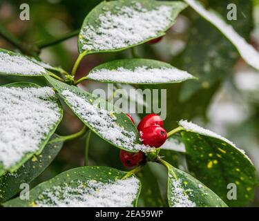 Gefleckte Lorbeer (aucuba japonica), auch bekannt als japanische Lorbeer oder Goldstaub Pflanze, mit roten Beeren und einem leichten Staubwischen von Schnee auf den grünen Blättern. Stockfoto