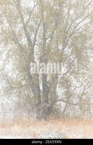 Östlicher Cottonwood Baum (Populus deltoides) im Oktober Schneesturm, MN, USA, von Dominique Braud/Dembinsky Photo Assoc Stockfoto