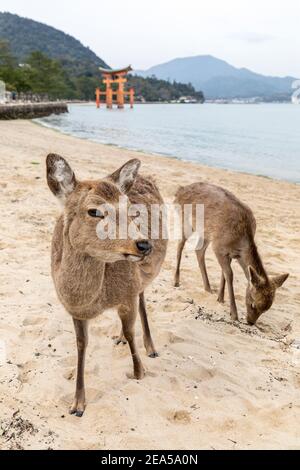 Der Sika-Hirsch Cervus nippon streift tamhaft auf der Miyajima-Insel, Japan Stockfoto