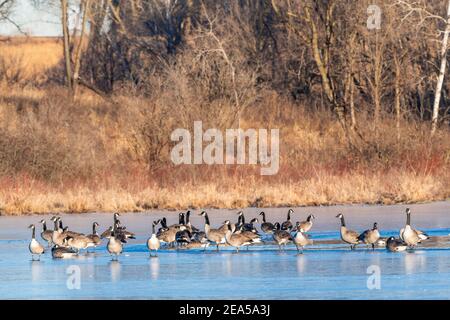 Kanadagänse (Branta canadensis) auf Eis ruhend, Frühwinter, E Nordamerika, von Dominique Braud/Dembinsky Photo Assoc Stockfoto