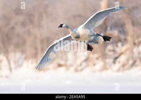 Trompeter Schwan Landung auf Teich, Winter, Wisconsin, USA, von Dominique Braud/Dembinsky Photo Assoc Stockfoto