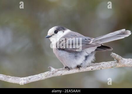 grauhäher (Perisoreus canadensis), Winter, Nord-Minnesota, USA, von Dominique Braud/Dembinsky Photo Assoc Stockfoto