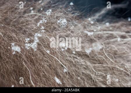 Schneeflocken liegen auf langem Naturfell, Fellfasern sind sichtbar.echte Schneeflocken Makro, weicher Fokus, selektiver Fokus, Bokeh, verschwommen. Stockfoto