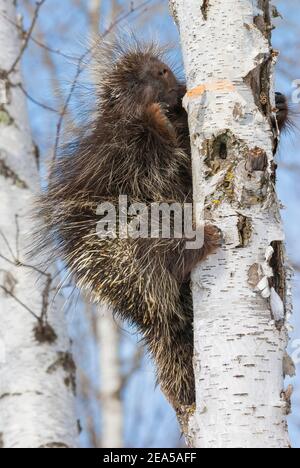 Stachelschwein (Erethizon dorsatum), Weißbirkenwald (Betula papyrifera), E. Nordamerika, von Dominique Braud/Dembinsky Photo Assoc Stockfoto