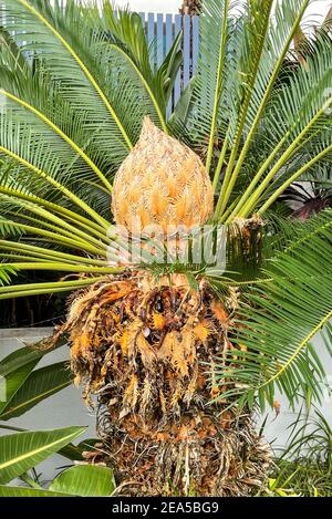 Goldener Kegel einer weiblichen Blüte oder Blüte, der Sagopalme, Cycas revoluta, in der Mitte des federleichten Laubs Stockfoto