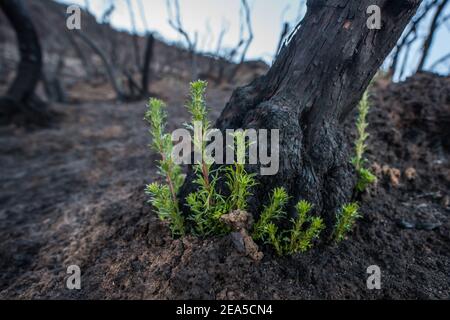 Chamise (Adenostoma fasciculatum) sprießt zurück nach dem Wildbrände-Schaden in Kalifornien, einer der 1st Pionierpflanzen, die mit der Genesung beginnen. Stockfoto