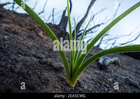 Fremonts Deathcamas (Toxicoscordion fremontii) sprießen aus Asche in einem Gebiet von Kalifornien, das stark von Waldbränden betroffen ist. Es ist 1 der Pioneer Pflanzen. Stockfoto