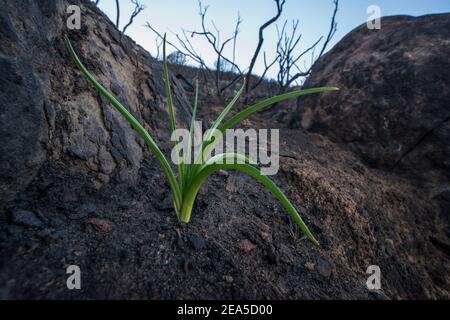 Fremonts Deathcamas (Toxicoscordion fremontii) sprießen aus Asche in einem Gebiet von Kalifornien, das stark von Waldbränden betroffen ist. Es ist 1 der Pioneer Pflanzen. Stockfoto