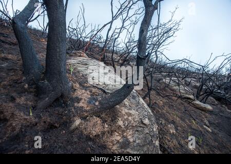 Die verbrannte Landschaft nach Waldbränden in den kalifornischen Küstengebirgen fegte das Feuer durch die Gegend und brannte die gesamte Vegetation ab. Stockfoto