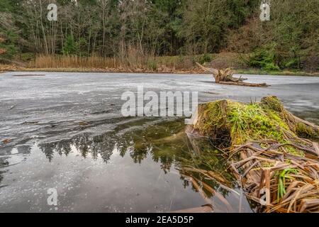 Winterlandschaften mit einer Wurzel, die in einem See liegt, der etwas Eis auf seiner Oberfläche hat und Bäume im Wasser reflektiert. Stockfoto