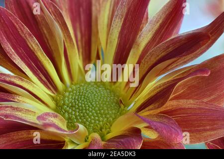 Orange und grüne Sonnenblume am Rio Grande Tal in New Mexico Stockfoto