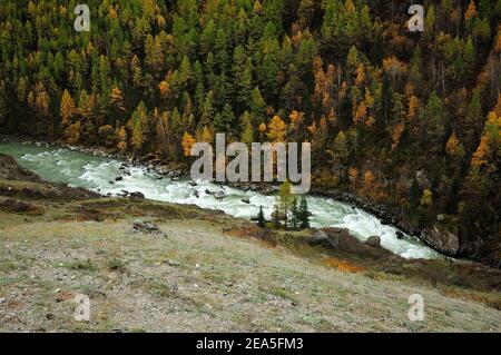 Blick von der Bergspitze auf das Waldpferd und den stürmischen Bergfluss, der entlang fließt. Mazhoi Kaskaden, Altai, Sibirien, Russland. Stockfoto