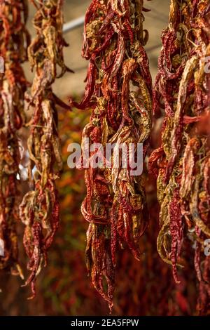 Nahaufnahme von rot getrocknetem Chili auf dem Markt In der Türkei Stockfoto