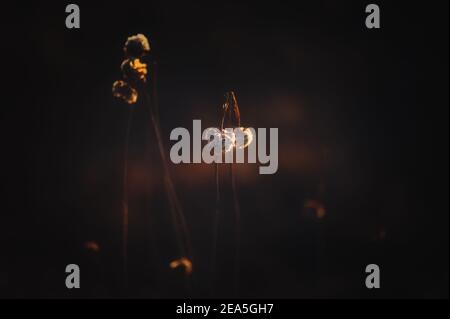 Moody Colors Blumen und gebrochene Blume auf der Wiese bei Sonnenuntergang Stockfoto