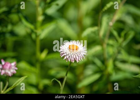 Eine Nahaufnahme von Strohblumen oder Helichrysum bracteatum Blumen auf verschwommenem Hintergrund. Selektiver Fokus Stockfoto