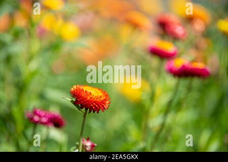 Eine Nahaufnahme von Strohblumen oder Helichrysum bracteatum Blumen auf verschwommenem Hintergrund. Selektiver Fokus Stockfoto