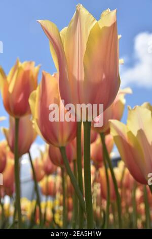 Nahaufnahme von pastellfarbenen rosa/gelben Tulpen am blauen Himmel. Low-Angle-Ansicht. Selektiver Fokus. Stockfoto