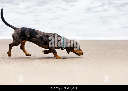 Foto von Dackel Welpe bekannten als Dachs Hund zu Fuß am Sandstrand. Lustige Hund laufen entlang Meer Brandung. Aktionen, Trainingsspiele mit Haustieren Stockfoto