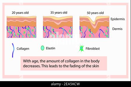 Vektordarstellung von Strukturzellen mit Kollagen, Elastin und Fibroblast, Alterungsprozess Stock Vektor