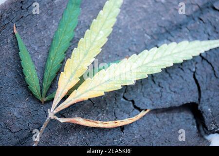 Marihuana-Blatt auf Holz mit Hintergrund. Stockfoto